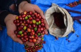 Produksi Kopi Jawa Barat Melesat, Mentan Harap Ekspor Ikut Terdongkrak