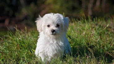Rekomendasi 9 Nama Anjing Lucu, Unik, Langka, Lengkap dengan Artinya