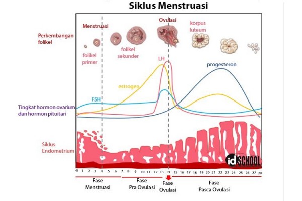 Ilustrasi empat fase menstruasi/ID School