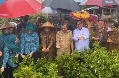 Berbagai Upaya TPID dan Pemprov Riau Stabilkan Harga Cabai Merah