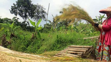 Gembar-gembor Swasembada Beras, Indonesia Aman dari Krisis Pangan?