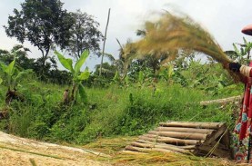 Gembar-gembor Swasembada Beras, Indonesia Aman dari…