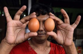 Harga Telur Ayam di Jember Masih Fluktuatif