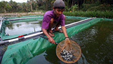 Jelajah Investasi Jabar: Optimisme Pembudidaya Ikan Darat Saat Ekonomi Menggeliat