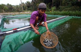 Jelajah Investasi Jabar: Optimisme Pembudidaya Ikan Darat Saat Ekonomi Menggeliat