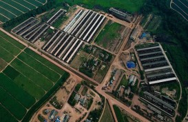 KPPU Kaji Kemitraan Industri Perkebunan Nanas di Lampung
