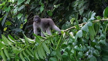 Kera Hitam khas Sulawesi (Macaca ochreata) Masuk Kategori Satwa Yang Dilindungi