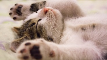 Nama Kucing Korea Lucu dan Menggemaskan
