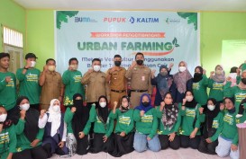 Kembangkan Urban Farming dan Pemanfaatan Kitosan, Pupuk Kaltim Bekali Warga Selambai Teknik Vertikultur