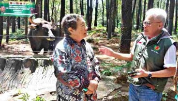 PT Smelting & TSI Optimalkan Rekayasa Genetika Sapi Bali dan Banteng Jawa