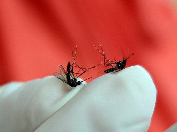 BPOM Terbitkan Izin Vaksin Qdenga untuk Penyakit Dengue, Ini Efek Sampingnya