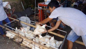 Harga Ayam Broiler Anjlok, Peternak Tunggu Sikap Kemendag