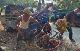 Minyak Kedelai Jatuh, Harga Sawit Riau Ikut Rontok