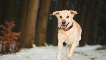 Mimpi Dikejar Anjing Beserta Artinya, Menjadi Pertanda Apa?