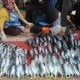 Jelajah Pelabuhan 2022: Pelaku Usaha Desak Pemerintah Jadikan Maluku Lumbung Ikan Nasional