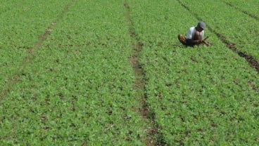 Tekan Impor, Mentan Sebut Banten Bisa Hasilkan Kedelai Berkualitas