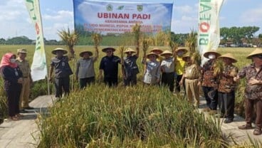 Terbuat dari Limbah Jamu, Pupuk Organik Ini Terbukti Naikkan Hasil Panen Padi   