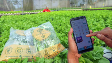 Croponics Mampu Menghasilkan Aneka Sayur Hidroponik Dengan Omzet Rp300 Juta Per Bulan