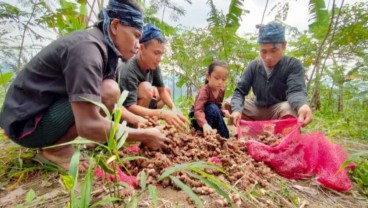 Petani Suku Baduy Binaan Astra Sukses Panen 32,5 Ton Jahe Merah