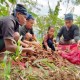 Petani Suku Baduy Binaan Astra Sukses Panen 32,5 Ton Jahe Merah