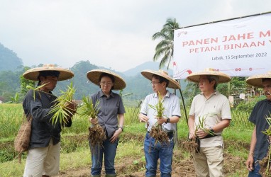 Petani Jahe Banten Tingkatkan Produksi, Yayasan Astra Ikut Andil