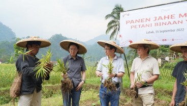 Sederet Tantangan Yayasan Astra Dongkrak Produksi Petani Jahe