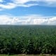 Sampoerna Agro (SGRO) Hadapi Puncak Produksi CPO pada Kuartal III/2022