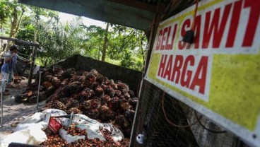 Harga CPO Turun, Siapa Ketiban Berkah?