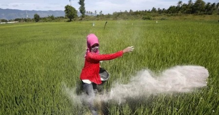 Petani menabur pupuk pada tanaman padi di Aceh Besar, Aceh, Selasa (11/8/2020). /ANTARA