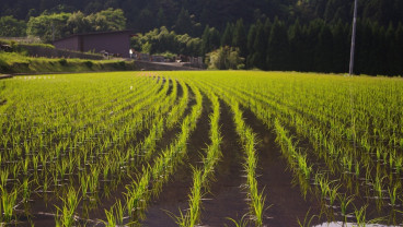 Ternyata Ini 5 Alasan Indonesia Disebut Negara Agraris