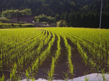 Ternyata Ini 5 Alasan Indonesia Disebut Negara Agraris