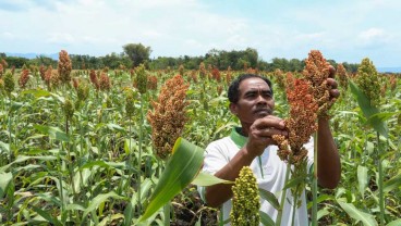 Jawa Tengah Optimalkan Pertanian Sorgum di Wonogiri