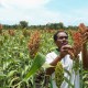 Jawa Tengah Optimalkan Pertanian Sorgum di Wonogiri