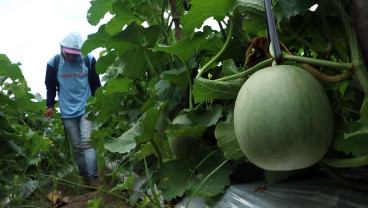 Perawatan Tanaman Buah Melon di Jombang Jawa Timur