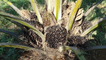 Ini 5 Negara Penghasil Kelapa Sawit Terbesar di Dunia, Ada Indonesia