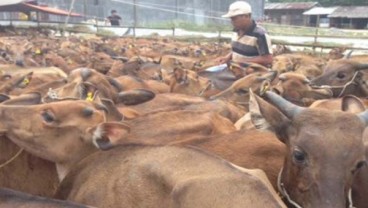 Aktivitas di Pasar Hewan di Bali Kembali Normal