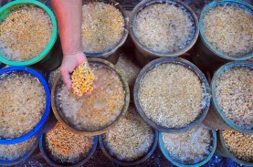 Koperasi Perajin Tahu dan Tempe di Kudus Sediakan…