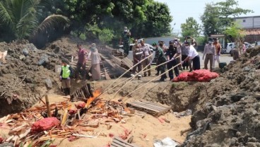 26 Ton Kentang Asal Australia Dimusnahkan di Kota Semarang