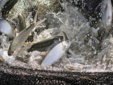 Selain Salmon, Sederet Makanan 'Murah' Ini Juga Mengandung Omega-3