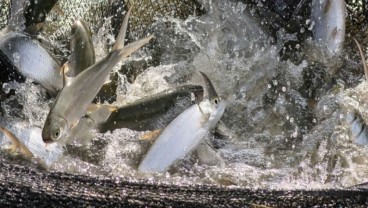 Selain Salmon, Sederet Makanan 'Murah' Ini Juga Mengandung Omega-3