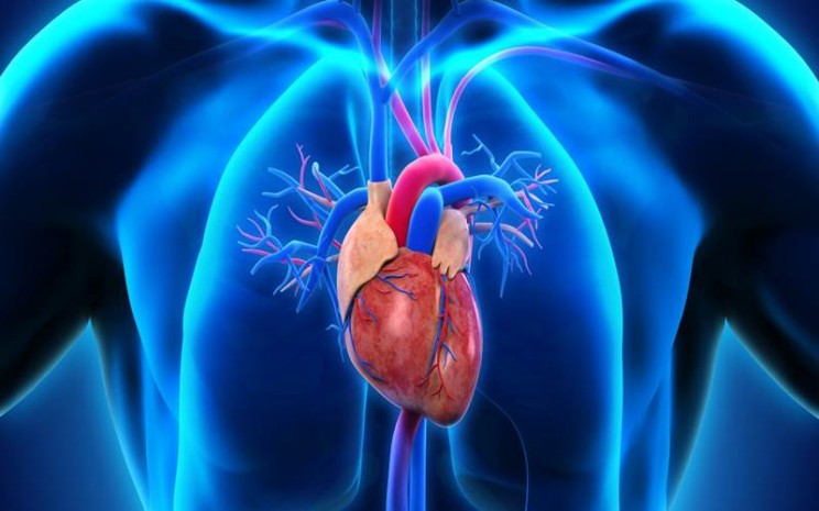 Hati-hati, Kurang Bergerak Bisa Sebabkan Penyakit Kardiovaskular