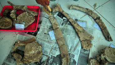 Penemuan Puluhan Fragmen Tulang Berumur 1,5 juta Tahun di Kudus Jawa Tengah