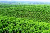 Kadin & APHI Dorong Kesetaraan dalam Sertifikasi Pengelolaan Hutan Lestari