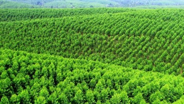 Kadin & APHI Dorong Kesetaraan dalam Sertifikasi Pengelolaan Hutan Lestari