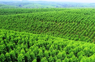 Kadin & APHI Dorong Kesetaraan dalam Sertifikasi Pengelolaan Hutan Lestari