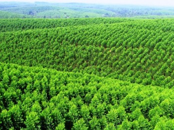 Kadin & APHI Dorong Kesetaraan dalam Sertifikasi Pengelolaan Hutan Lestari