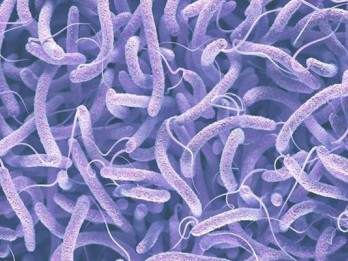 Fakta-fakta Penyakit Kolera, Bisa Sebabkan Kematian Karena Dehidrasi