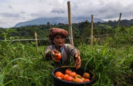 Pengusaha Klaim Belum Ada Aturan Khusus Investasi Hortikultura