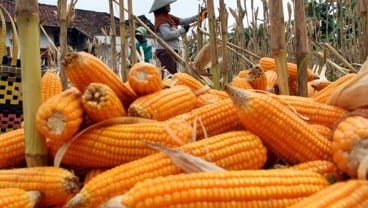 Harga Jagung Kerap Mahal di Level Peternak, Ini Kata Bapanas