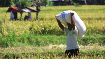 Harga Gabah di Sumbar Semakin Jauh dari HPP
